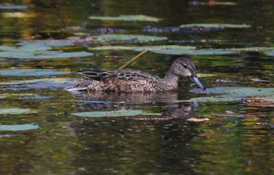 Green-winged Teal
