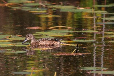 Green-winged Teal