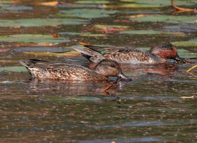 Green-winged Teal