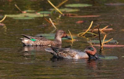 Green-winged Teal