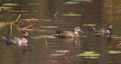 Green-winged Teal