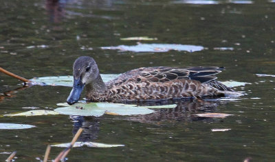 Green-winged Teal
