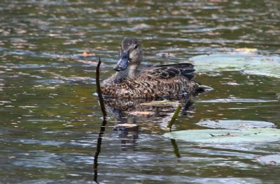 Green-winged Teal