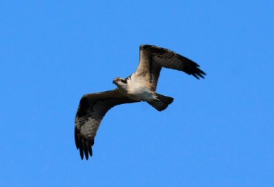 IMG_7264RS.JPG