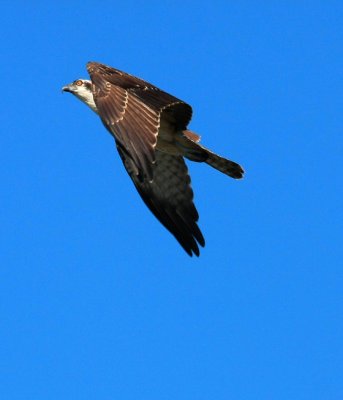 IMG_7268RS.JPG