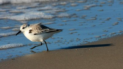 IMG_7757RS.JPG