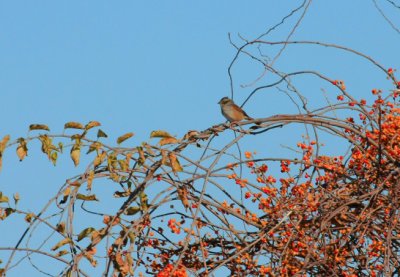 Swamp Sparrow