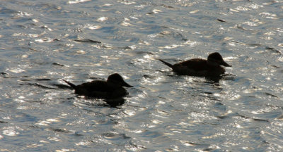 Ruddy Duck