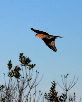 Sharp-shinned Hawk (adult)