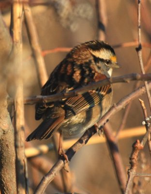 White-throated Sparrow
