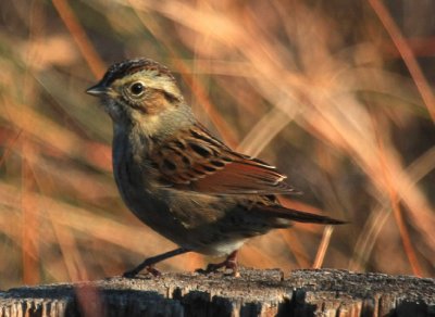 White-throated Sparrow