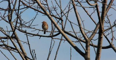Song Sparrow