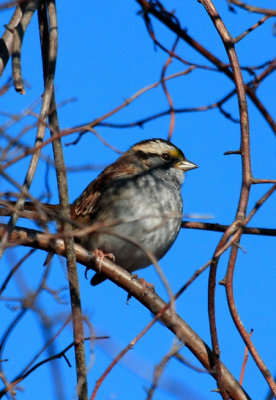 White-throated Sparrow