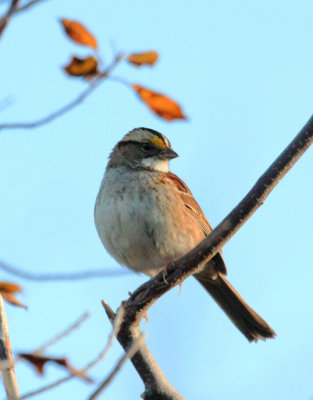 White-throated Sparrow