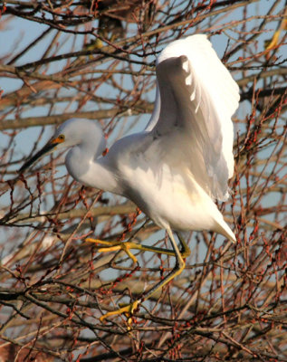 Snowy Egret