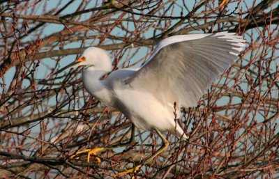 Snowy Egret