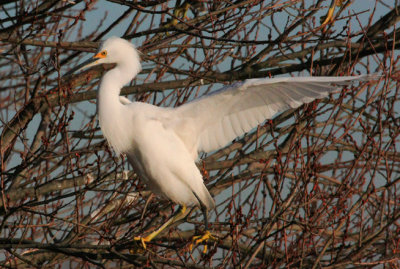 Snowy Egret