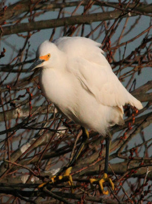 Snowy Egret