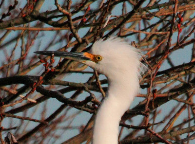 Snowy Egret