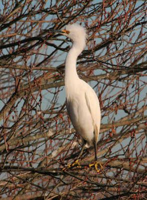 Snowy Egret