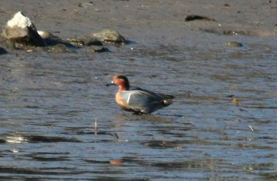Green-winged Teal