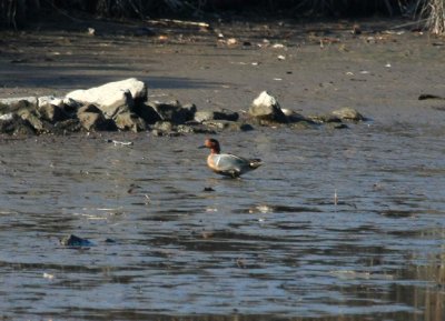 Green-winged Teal