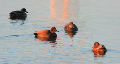 Gadwall