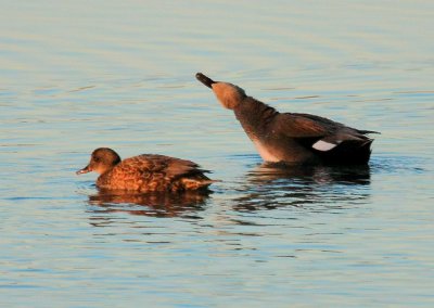 Gadwall