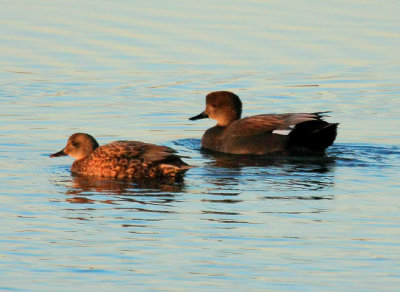 Gadwall