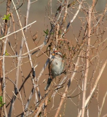 Chipping Sparrow