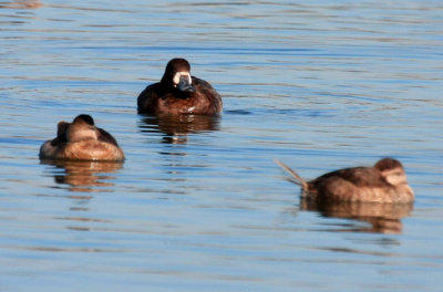 Greater Scaup, female (center), Ruddy Ducks