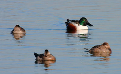 Northern Shoveler (upper right), Ruddy Ducks