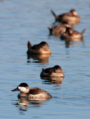 Ruddy Duck