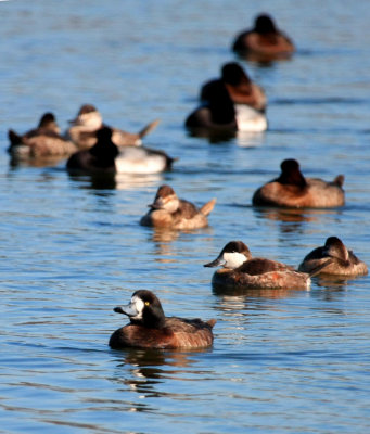 Greater Scaup, female (front, center); males & Ruddy Ducks