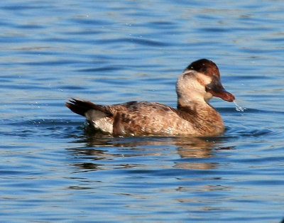 Ruddy Duck