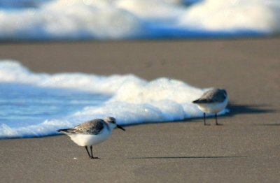 Sanderling, Breezy Point, NY, January 2012
