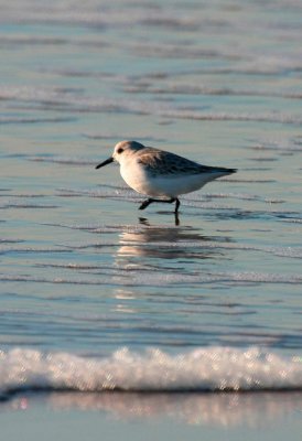 Sanderling, Breezy Point, NY, January 2012