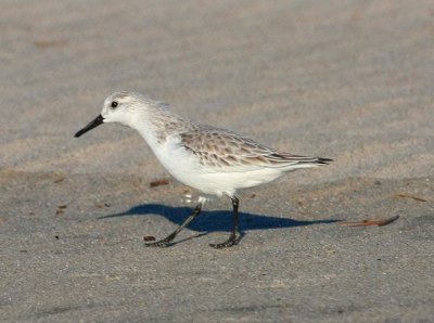 Sanderling, Breezy Point, NY, January 2012