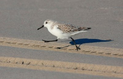 Sanderling, Breezy Point, NY, January 2012