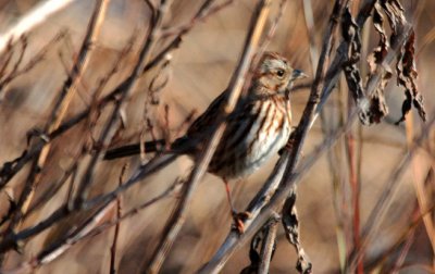 Song Sparrow, Breezy Point, NY, January 2012