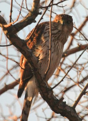 Sharp-shinned Hawk, January 28, 2012, Breezy Point, NY