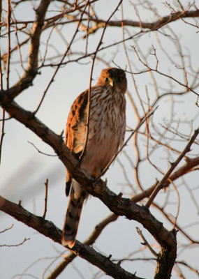 Sharp-shinned Hawk, January 28, 2012, Breezy Point, NY