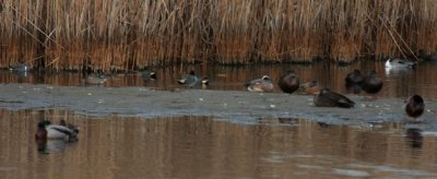 Northern Pintail (upper right); Cinnamon Teal (fcenter)