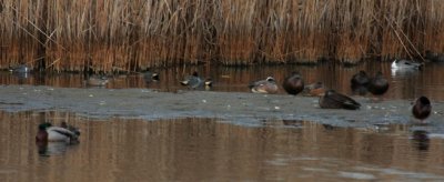 Northern Pintail (upper right); Cinnamon Teal (fcenter)