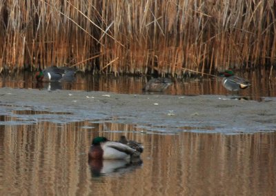 Cinnimon Teal (background); Mallard (foreground)