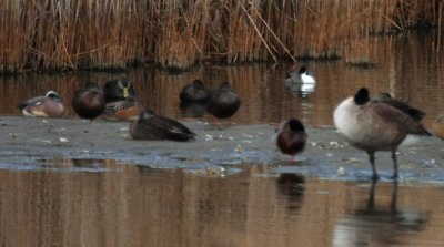 Northern Pintail (upper right); Cinnamon Teal & American Black Duck (left); Brant Goose (right, foreground)