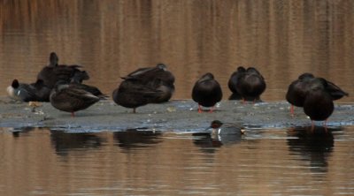 Cinnamon Teal (right, foreground); American Black Duck