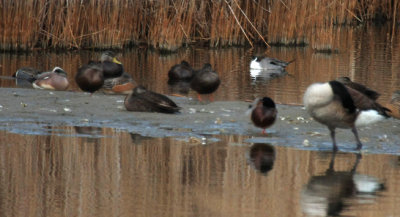 Northern Pintail (upper right); Cinnamon Teal & American Black Duck (left); Brant Goose (right, foreground)