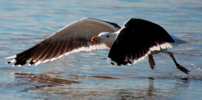 Great Black-backed Gull