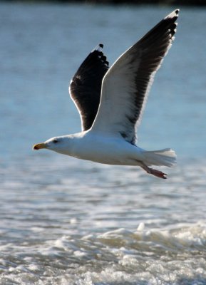 Great Black-backed Gull